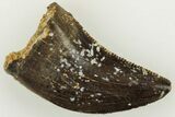 Serrated, Small Theropod Tooth - Montana #204206-1